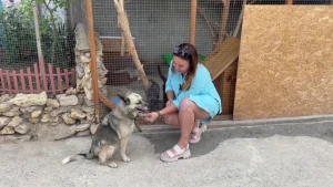 притулок для тварин у Херсоні