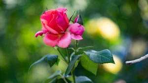 погода, троянда