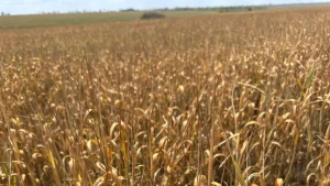 Посуха на полях Херсонщини