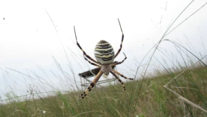 Самка аргіопи Брюнніха, павуки