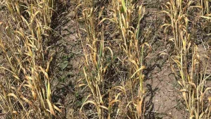 Наслідки засухи на полях Херсонщини