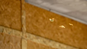 Метелики на фоні забитих вікон