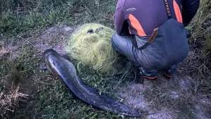 незаконний вилов риби