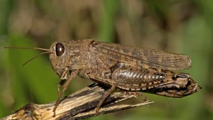 Вид саранових – Прус італійський