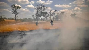 горить поле