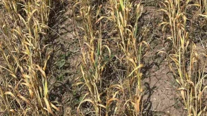 Посуха на полях Херсонщини