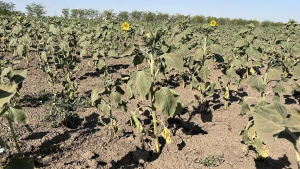 поле соняшнику