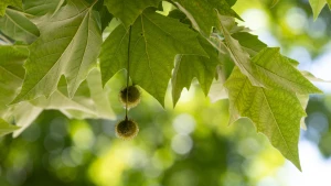 Погода у Херсоні