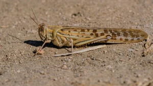 Зображення ілюстративне. Canva. Сарана
