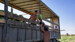 Збирання херсонських кавунів