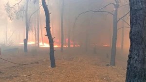 Пожежа у НПП "Олешківські піски"