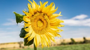 Соняшник Херсонщини