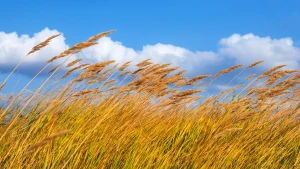 Зображення ілюстративне. Canva