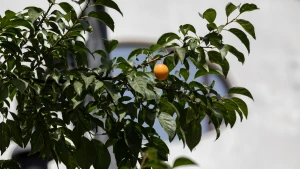 Алича у Херсоні