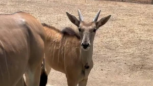 Антилопа канна