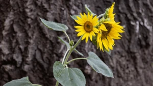 Квіти у Херсоні