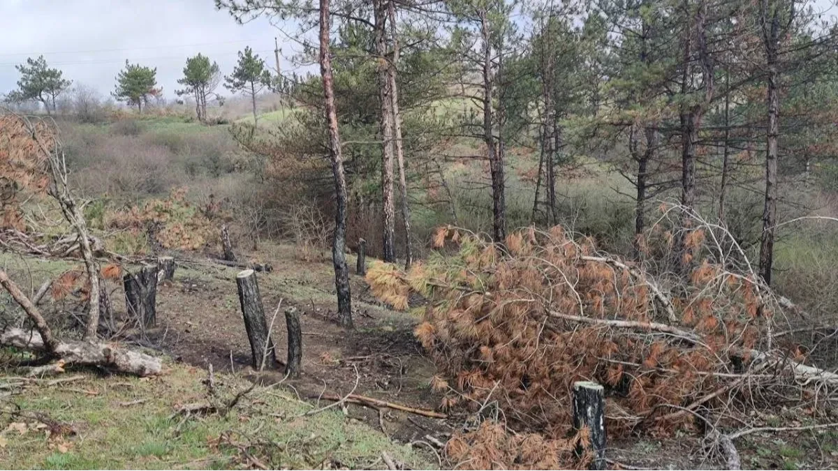 Кам'янська Січ