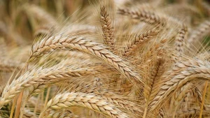 пшениця