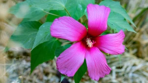 Квітка у Херсоні