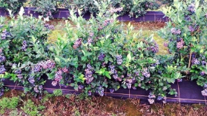 Чорниця високоросла (лохина). Технологія промислового вирощування