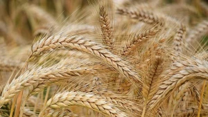 пшениця