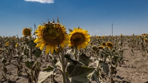Поле соняшників на Херсонщині