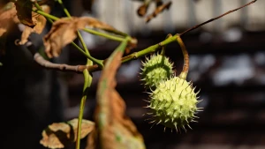 каштан, погода