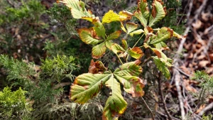 погода, каштан