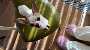 Архетип бренду - що це таке? Та як обрати свій