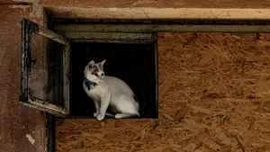 Херсон у вересні 2025 року