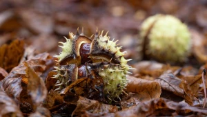 каштан, погода