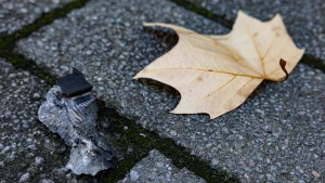 погода, листя