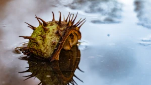 Каштан у Херсоні