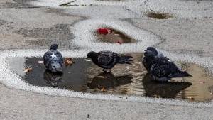 голуби, погода