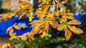 погода, листя, каштан