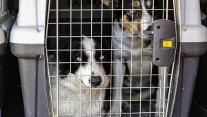 Зображення ілюстративне. Canva