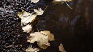 Листя у Херсоні