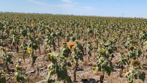 Поле соняшнику на Херсонщині
