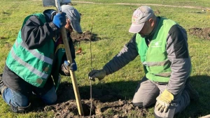 Працівники "Парків Херсона" висаджують саджанець Фото: Суспільне Херсон/Ольга Ляшенко
