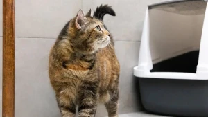 Кт біля лотка