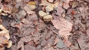 Міни "пелюстки" у Херсоні