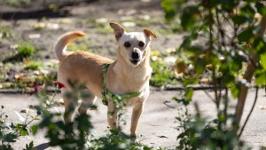 собака, погода