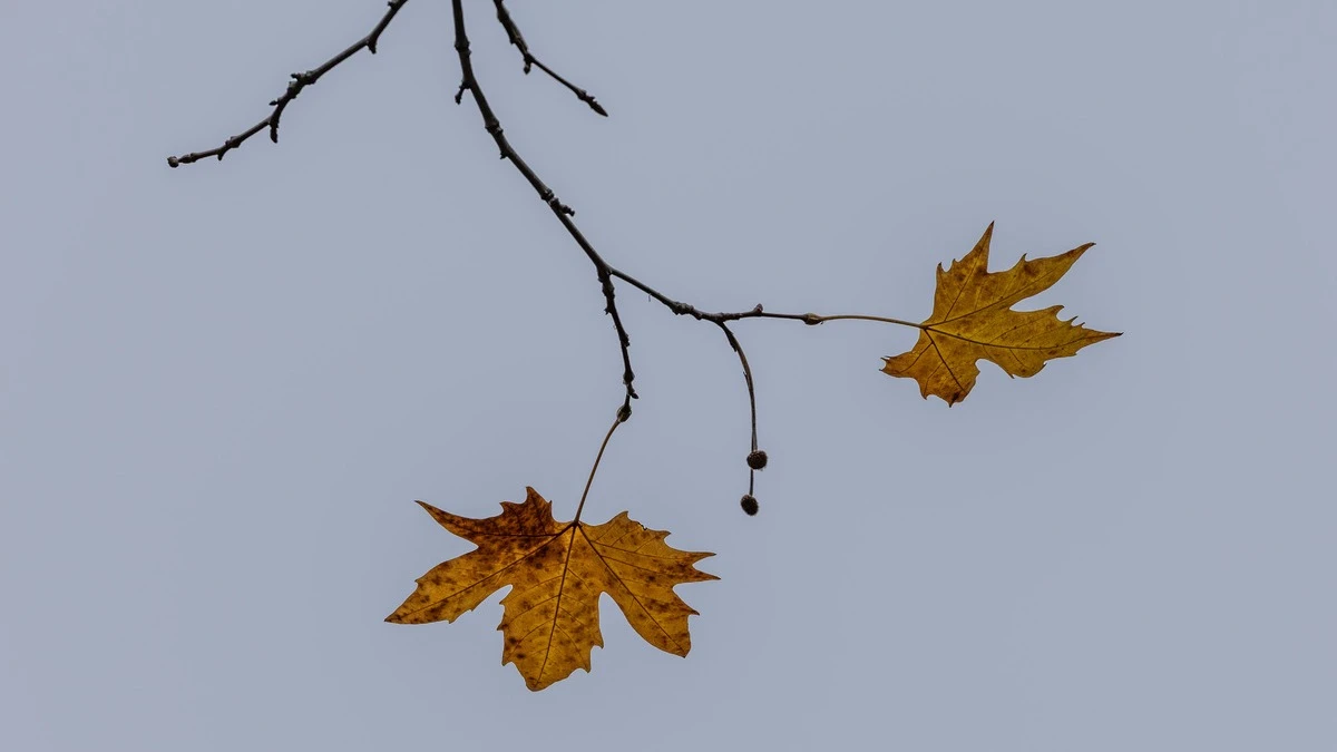 листя, погода