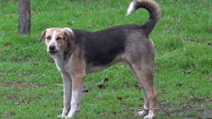 безпритульна собака