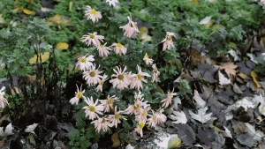 Квіти у Херсоні