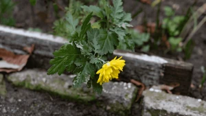 Фото: Олександр Андрющенко/Вгору