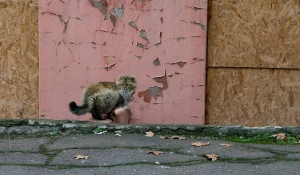 кіт, погода