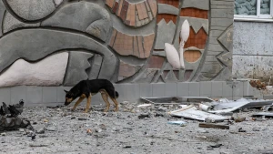 собака, погода