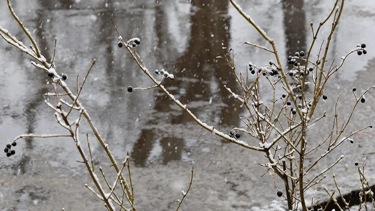 погода, сніг