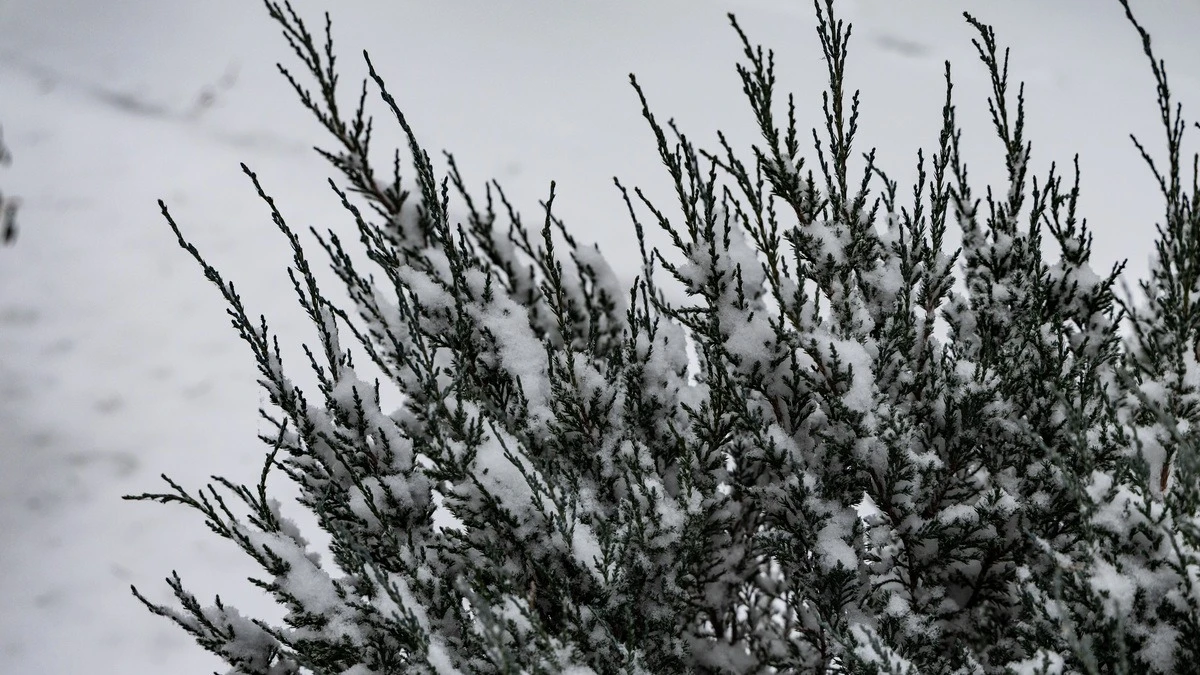 погода, сніг